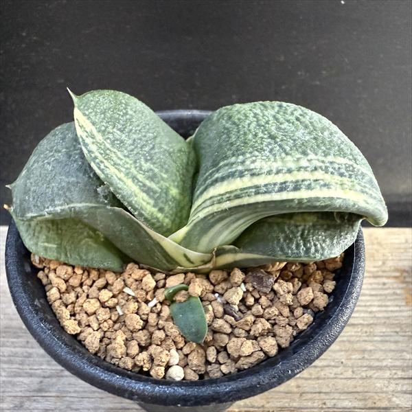 楽天市場】多肉植物：ガステリア 臥牛錦*幅7.5cm 現品！一品限り