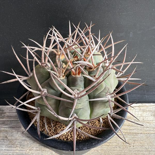 楽天市場】サボテン：ギムノカリキウム 魔天竜*幅9cm 現品！一品限り