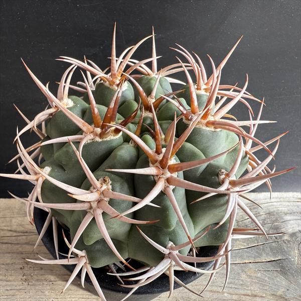 楽天市場】サボテン：ギムノカリキウム フェロシオール*幅9cm 現品