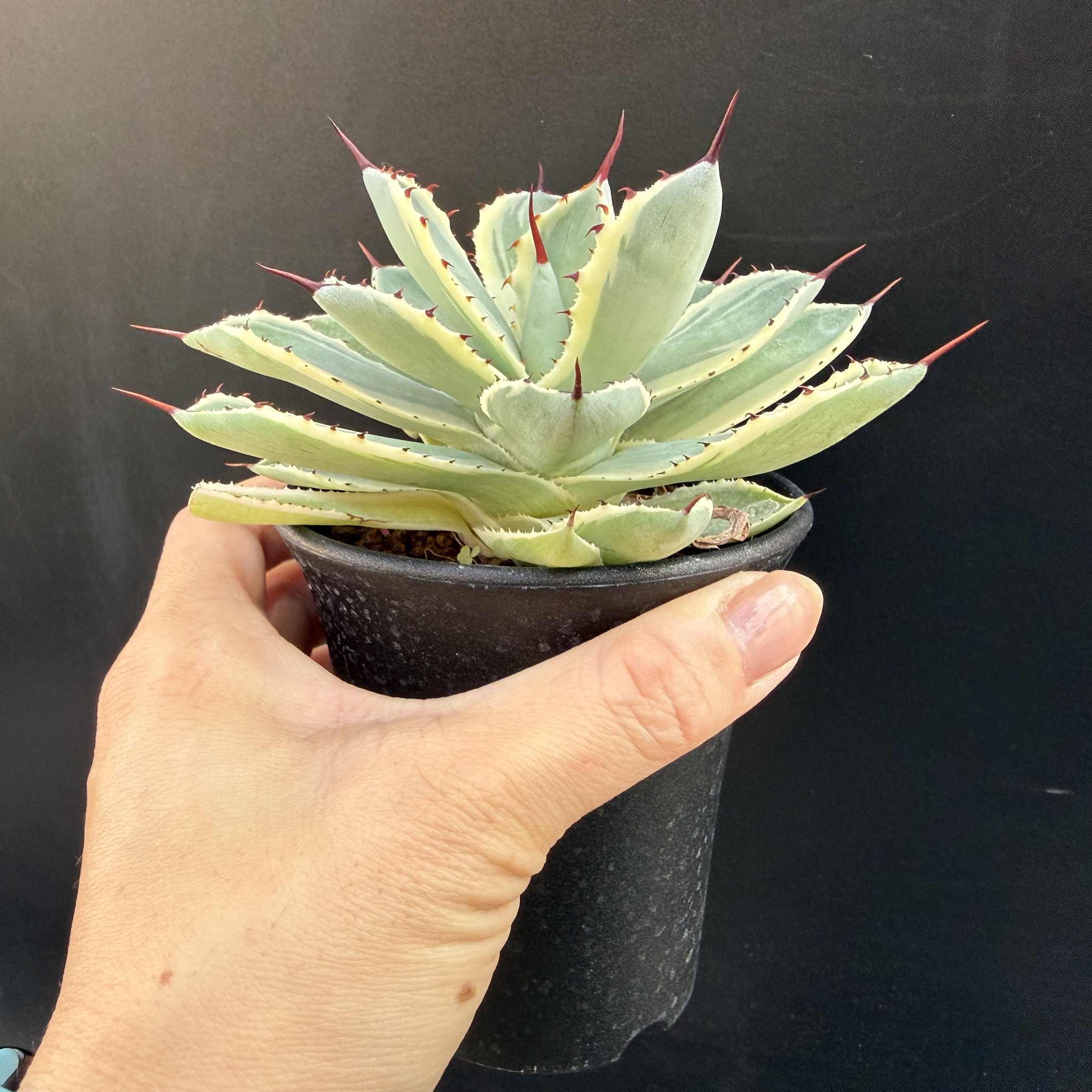 楽天市場】多肉植物：アガベ 吉祥冠錦 覆輪*M 幅10cm : 遊恵盆栽