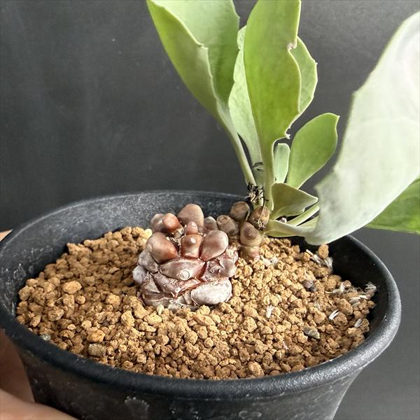 楽天市場】コーデックス：オトンナ ヘレー×アルミアナ 実生*S 幹幅2.5