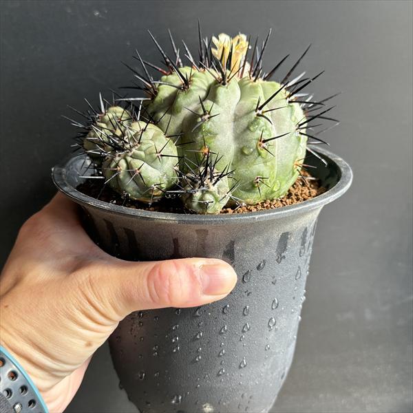 楽天市場】サボテン：コピアポア 黒王丸 ツギ*幅11cm 現品！一品限り