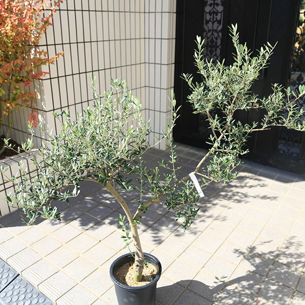 楽天市場】特選庭木・植木：オリーブ（マンザニロ）太幹 安心の8号