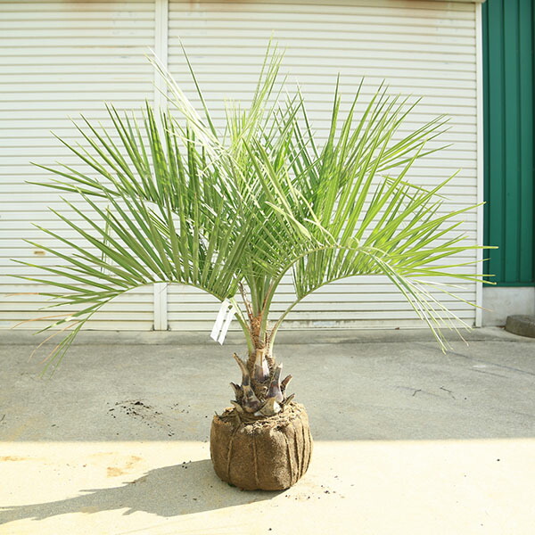 ココスヤシ」の人気商品一覧 | 安い商品を通販サイトから探す - 価格.com