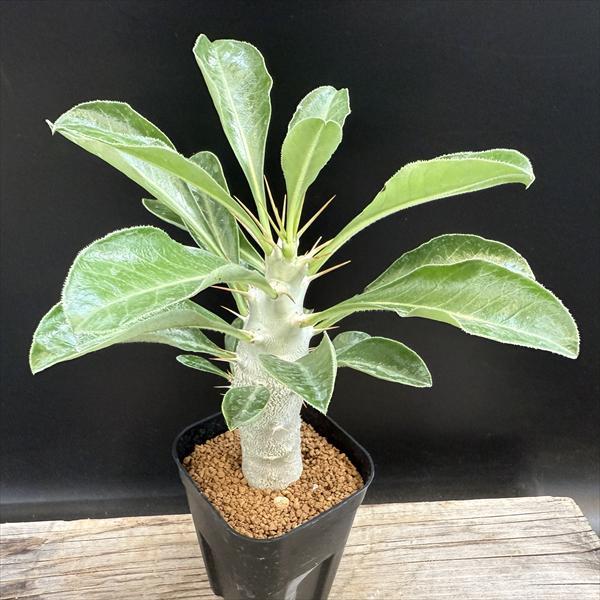 楽天市場】パキポディウム サンデルシーの通販