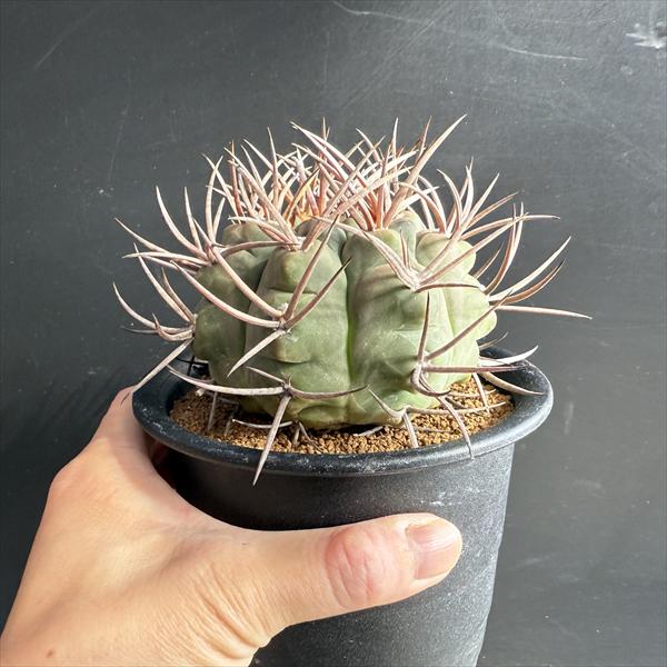 楽天市場】サボテン：ギムノカリキウム 魔天竜*幅9cm 現品！一品限り