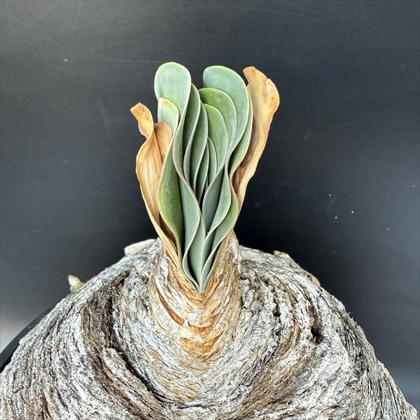 楽天市場】☆特価☆コーデックス：ブーファン ハエマンソイデス*塊幅