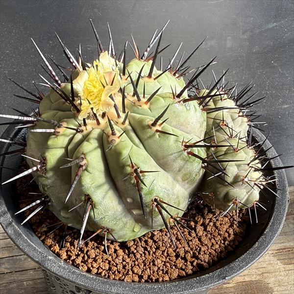 楽天市場】サボテン：コピアポア 黒王丸 ツギ*幅11cm 現品！一品限り