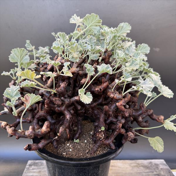 楽天市場】ミラビレの通販