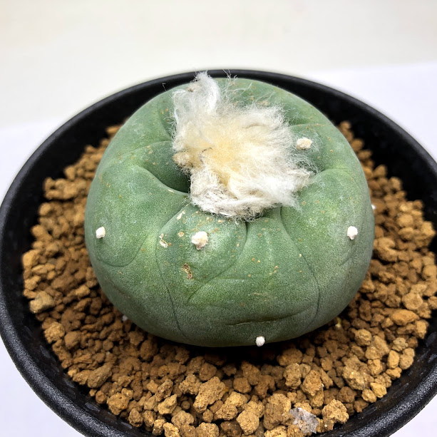 楽天市場】サボテン：ロフォフォラ ディフューサ 翠冠玉 富岡タイプ*幅