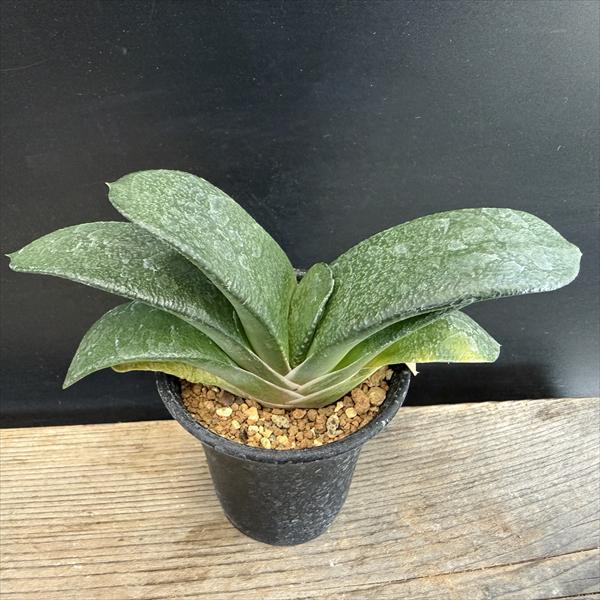 観葉植物 ガステリア 多肉植物」の人気商品一覧 | 安い商品を通販