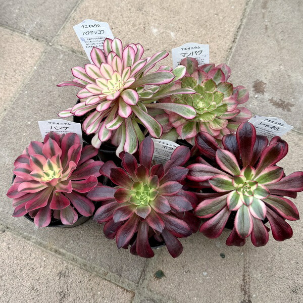 観葉植物 アエオニウム」の人気商品一覧 | 安い商品を通販サイトから