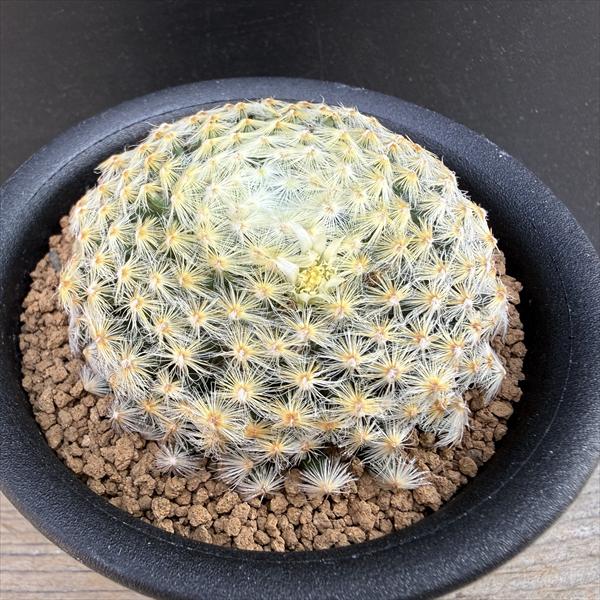楽天市場】サボテン：マミラリア 明星*幅6.5cm : 遊恵盆栽 楽天市場店