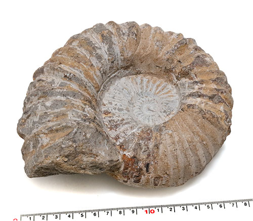 楽天市場】【貝殻化石パーツ】 アンモナイト 約18cm 特大サイズ