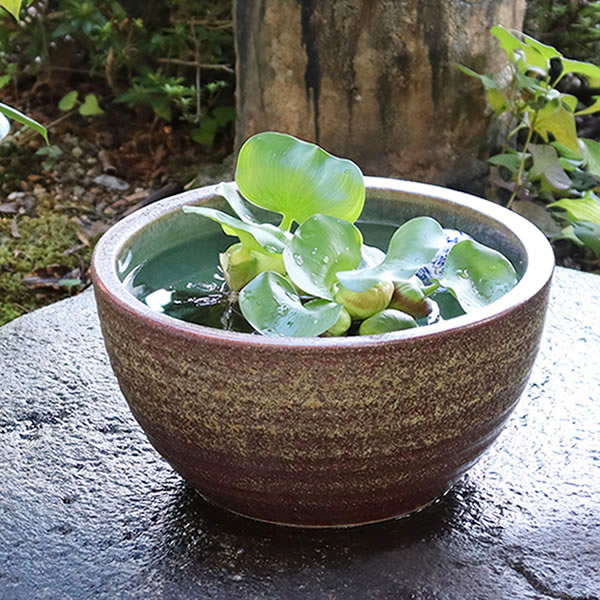 38時間限定20%OFFクーポン配布中】睡蓮鉢 メダカ鉢 めだか 鉢 金魚鉢