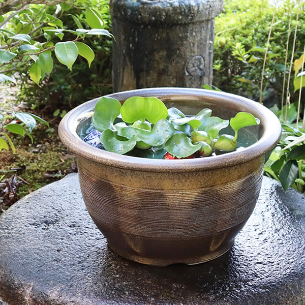 楽天市場】【今だけ限定15%OFFクーポン配布中】13号窯肌クシ目水鉢