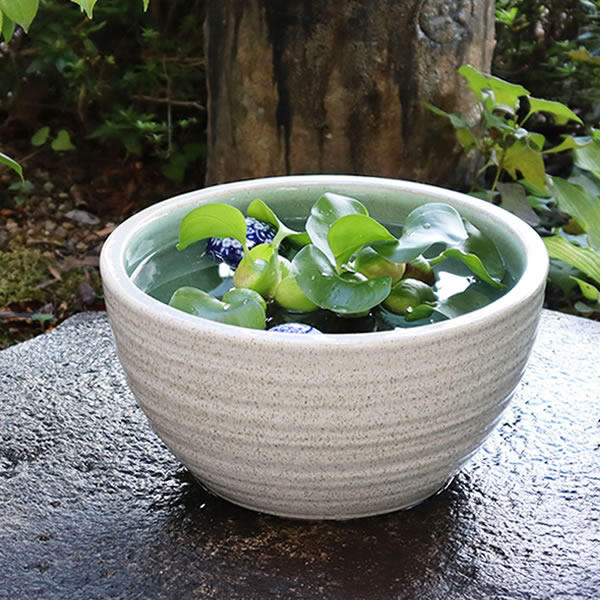 楽天市場】【38時間限定20%OFFクーポン配布中】信楽焼 すいれん鉢