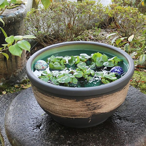 楽天市場】【今だけ限定15%OFFクーポン配布中】15号はけ目水鉢