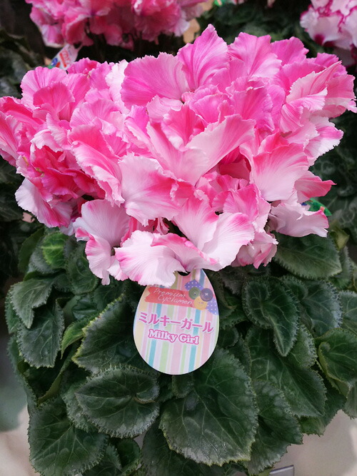 楽天市場】シクラメン☆ミルキーガール（5寸）【日にち指定不可