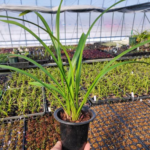 楽天市場】多肉植物 アガベ 王妃笹の雪 B型 2.5号ポット苗 : やましち