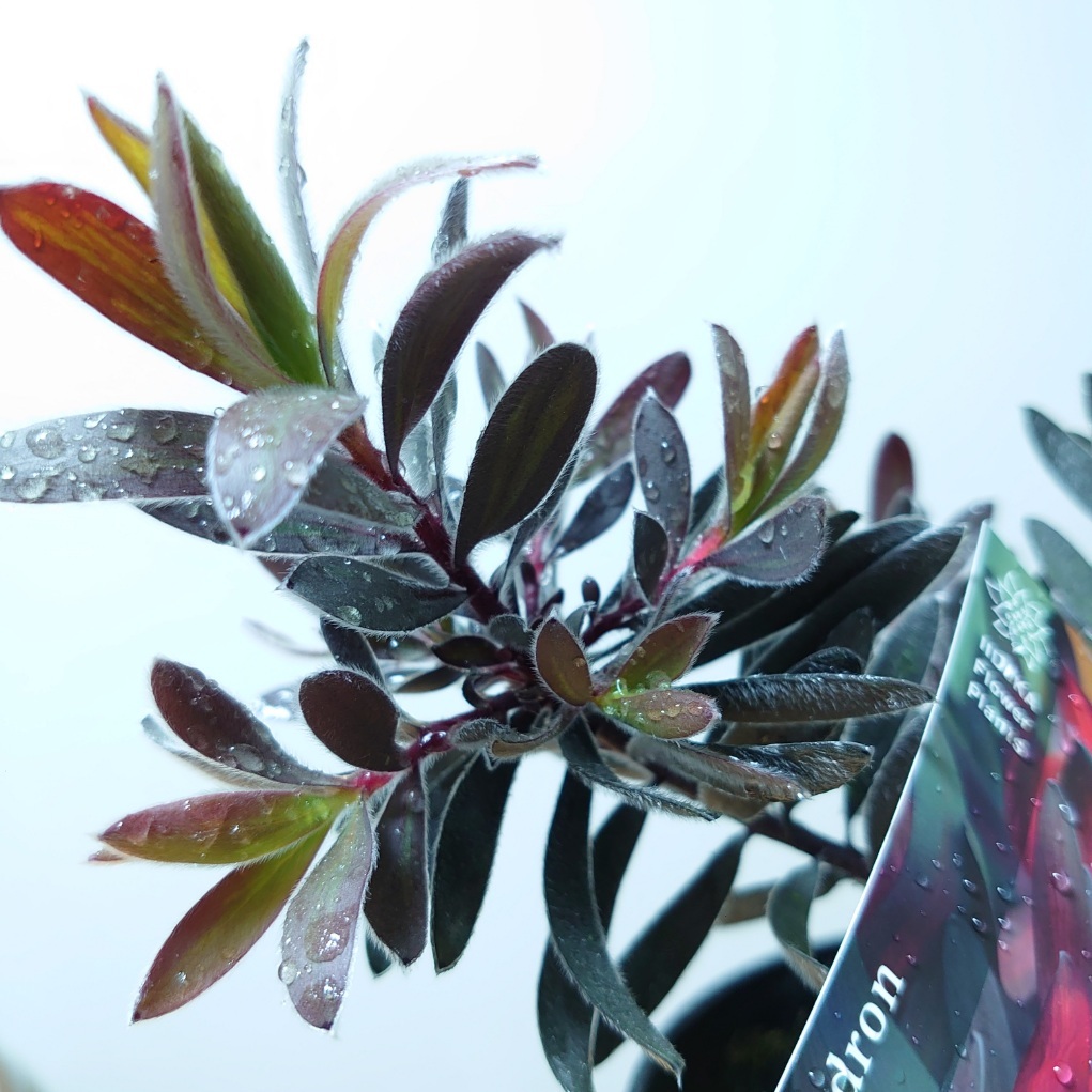 楽天市場】オージープランツ リューカデンドロン【デュリフ】5号