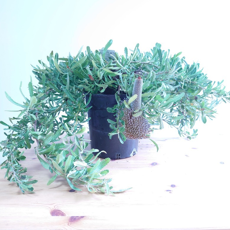 楽天市場】【バンクシア ピグミーポッサム】現品配送！ネイティブ