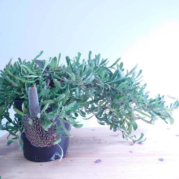 楽天市場】【バンクシア ピグミーポッサム】現品配送！ネイティブ