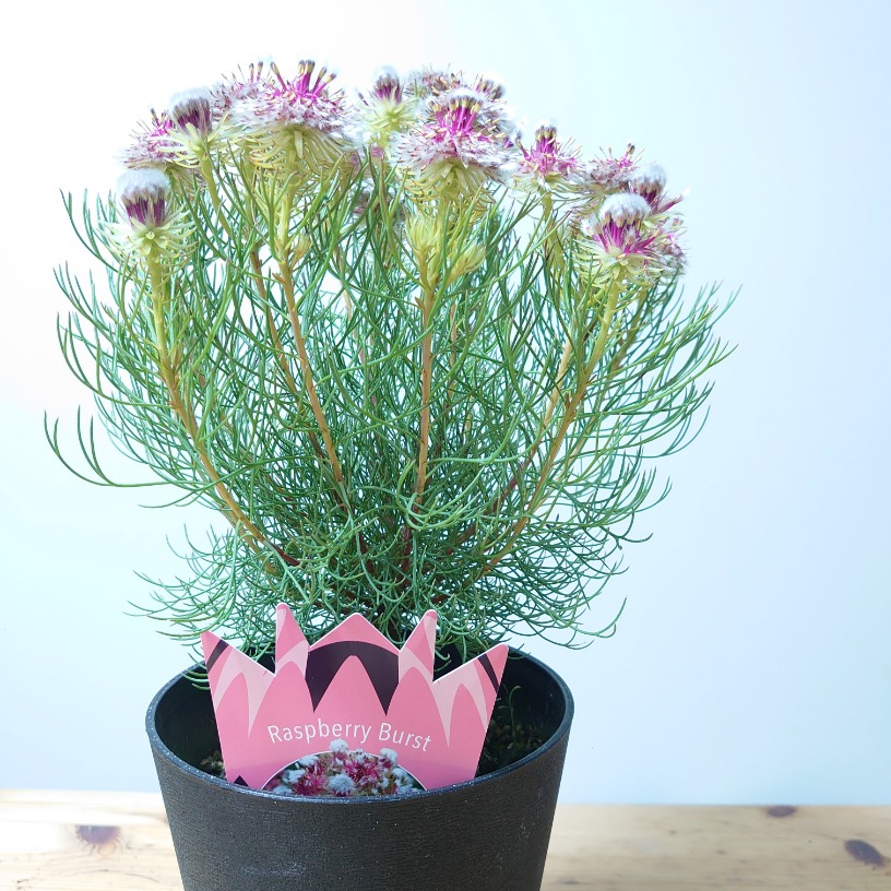 楽天市場】セルリア ラズベリーバースト ネイティブプランツ 5号 苗 30