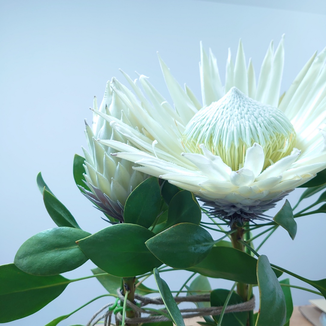 楽天市場】現品配送！キングプロテア【キングホワイト】2本立ち