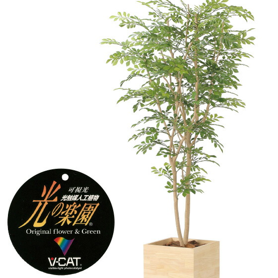 楽天市場】【クーポンで10%OFF】 ウッドボックストネリコミックス1.8