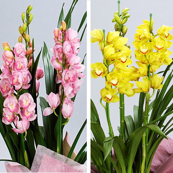 楽天市場】【送料無料】シンビジウム【ピンク系黄色系その他】3本立