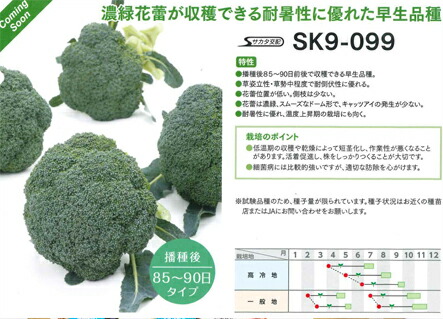 楽天市場】 SK9-099 ブロッコリー種子 【野菜種子】【サカタ交配