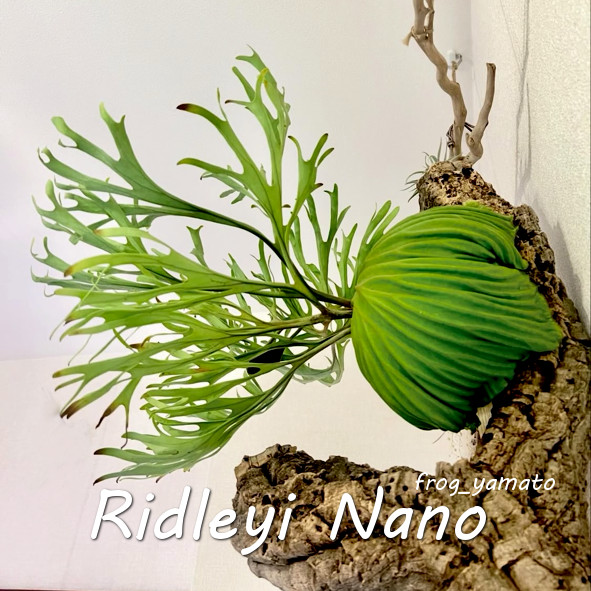 楽天市場】ゆうパック 送料無料 frog_yamato【ridleyi nano】リドレイ