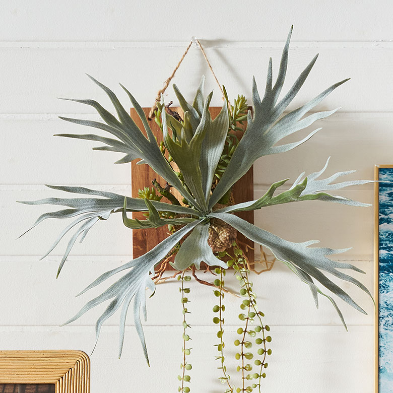 ビカクシダ 壁掛け用 大きい植物 【公式通販】