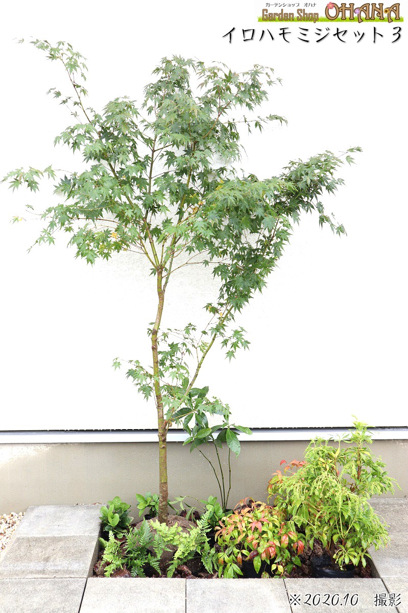 楽天市場】イロハモミジセット3 イロハモミジ(樹高約1.5m) アセビ