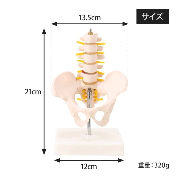 楽天市場】骨盤模型 腰椎模型 スタンド付き ハーフサイズ 高さ21×幅