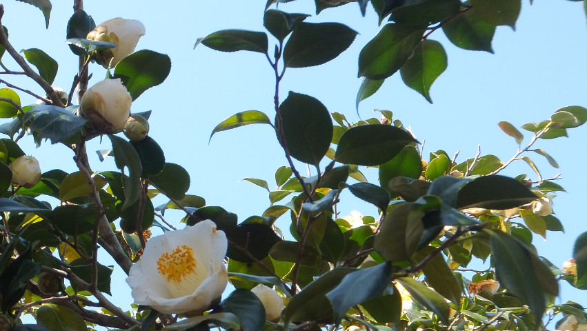 加茂本阿弥（かもほんなみ） ― 椿の図鑑 写真の椿園