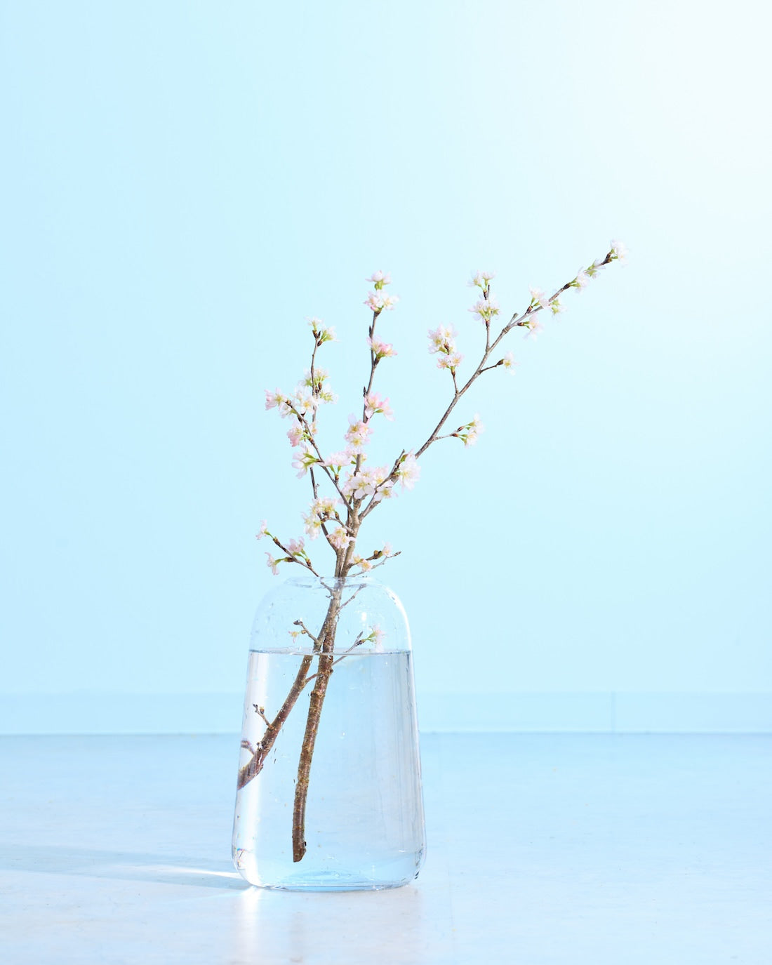 フレッシュフラワー］花開く姿を楽しめる啓翁桜 - 土と風の植物園