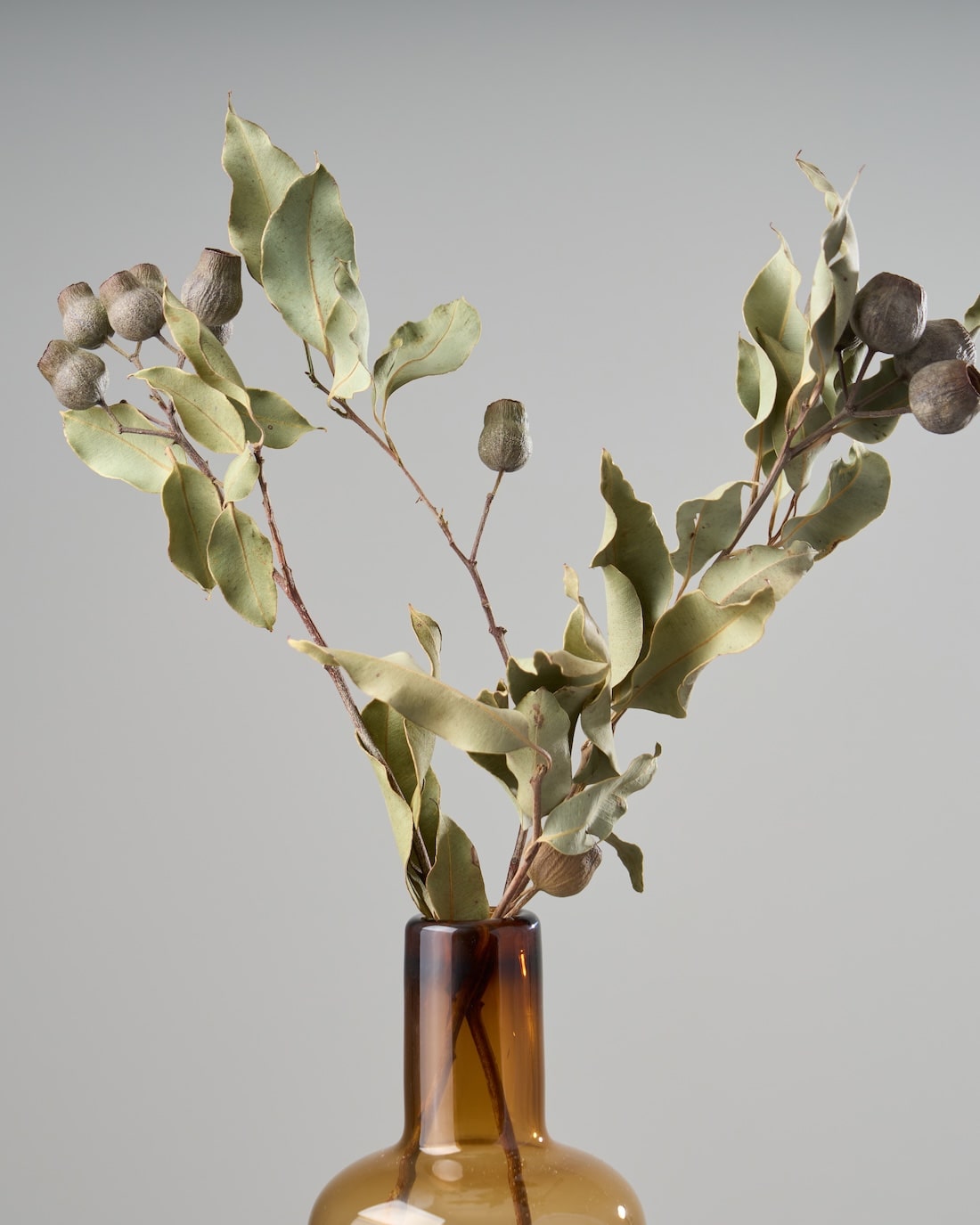 ドライフラワー］ユーカリ トランペット商品ページ - 土と風の植物園