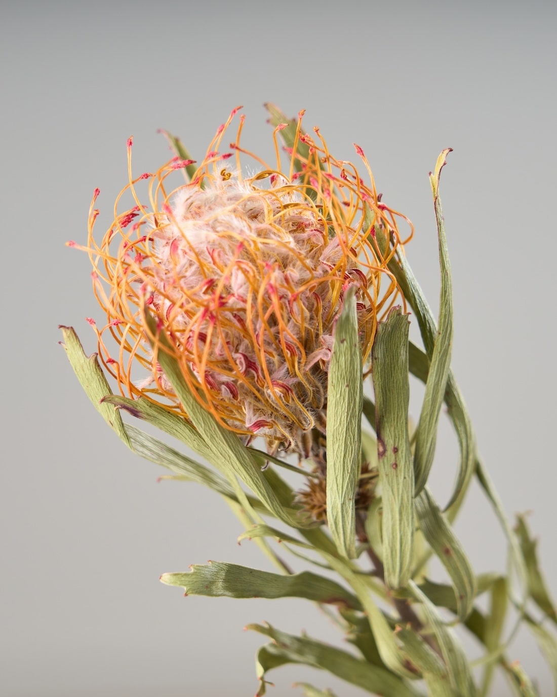 ドライフラワー］ピンクッション商品ページ - 土と風の植物園