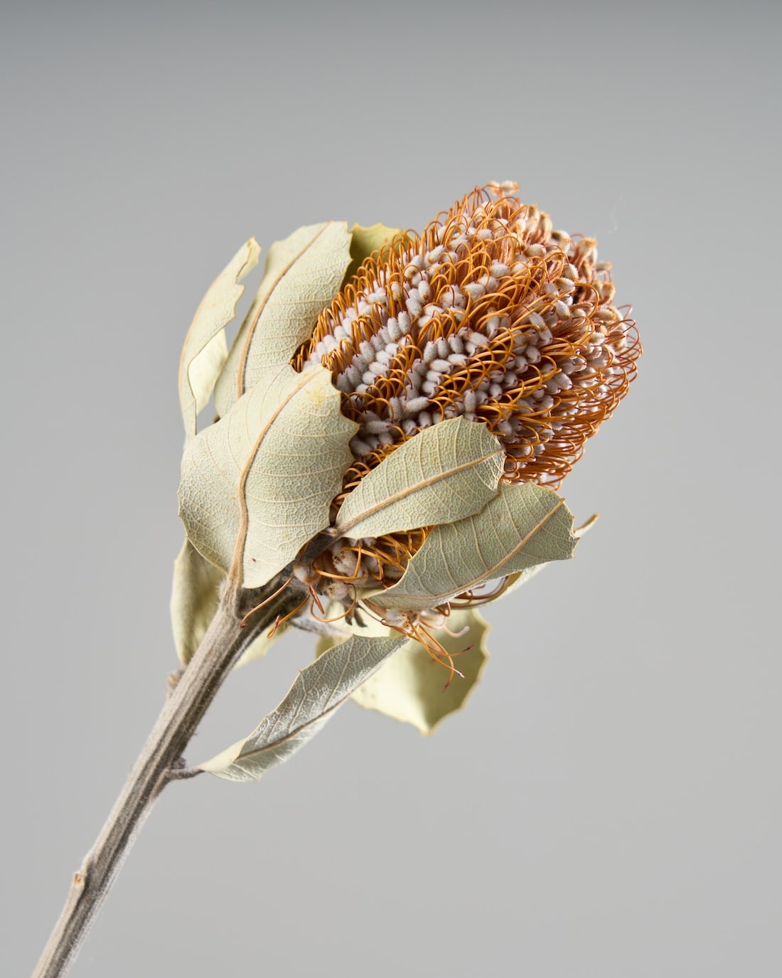 ドライフラワー］バンクシア コクシニア商品ページ - 土と風の植物園