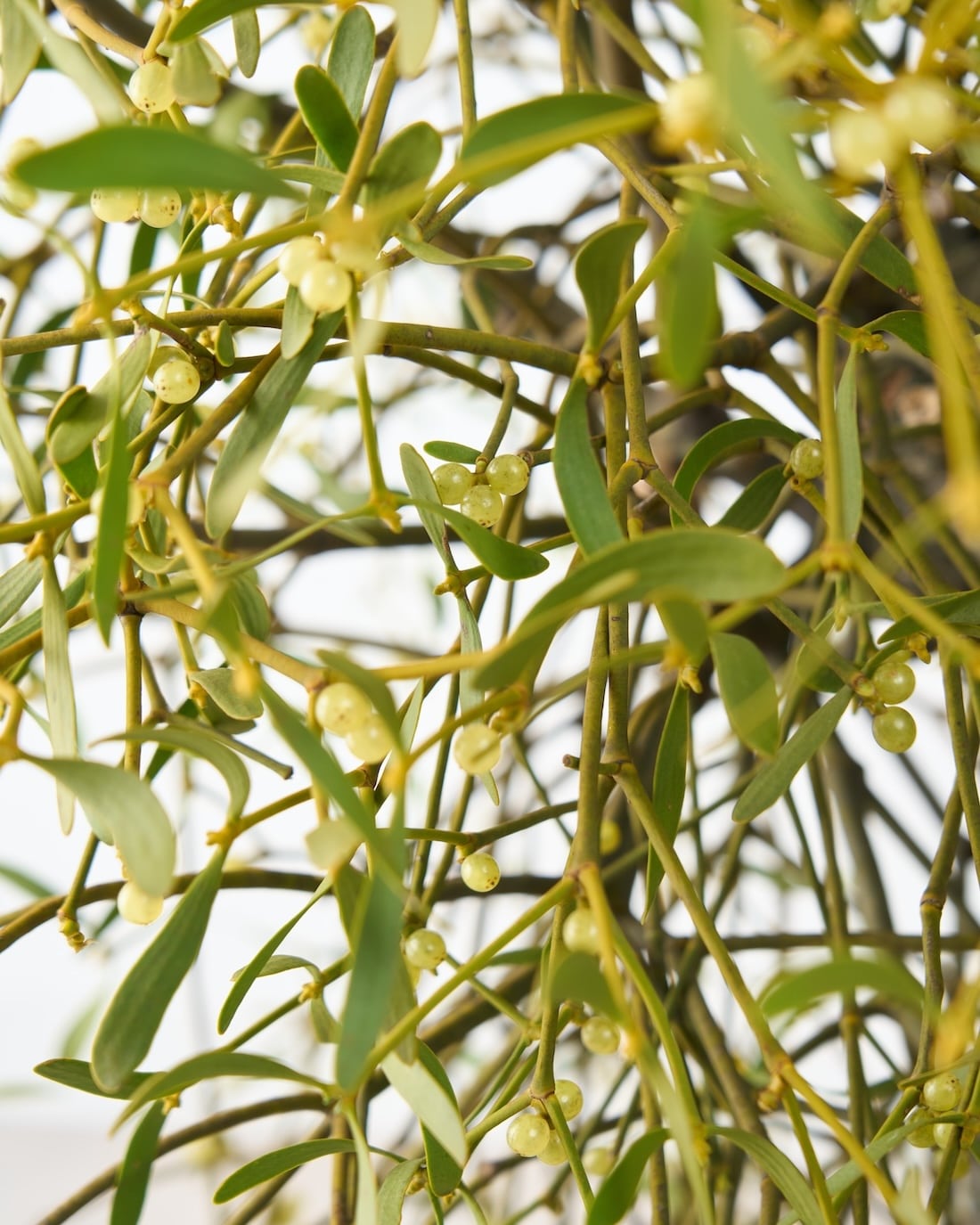 BIGボタニカル｜フレッシュ］ヤドリギ 商品ページ - 土と風の植物園