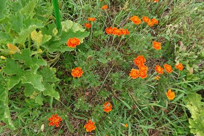 コンパニオンプランツのマリーゴールド栽培 | つぎいろ