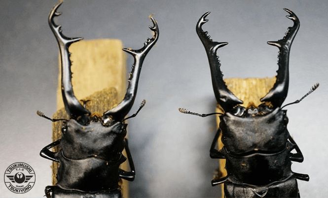 ギラファノコギリクワガタをご紹介！【世界最大のノコギリクワガタ