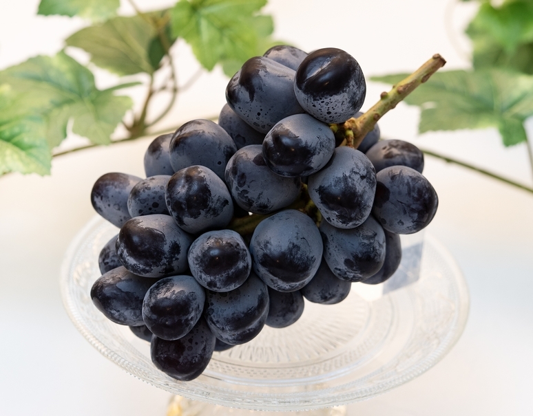 林健三さんのぶどう 「富士の輝」 長野県 上田産 1房 約500g ※冷蔵