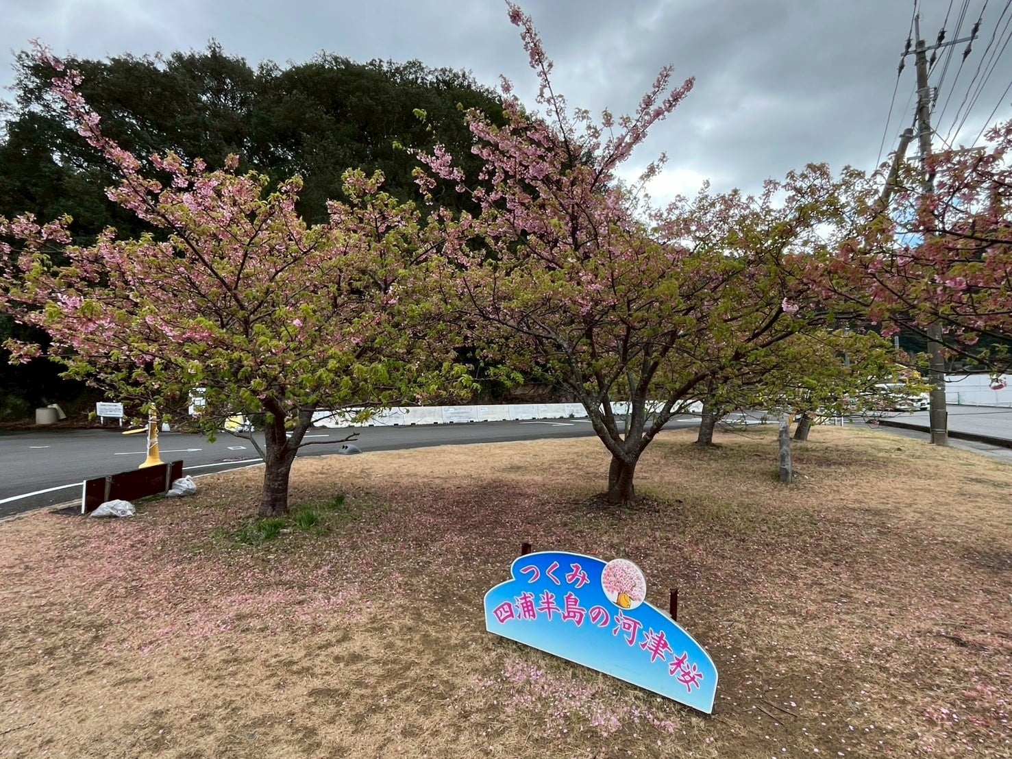 四浦半島の河津桜開花情報｜津久見市観光協会のホームページへようこそ!!