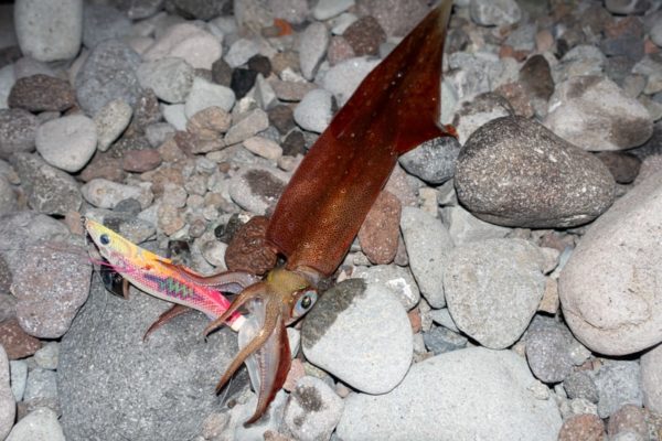 ゼナック インクルード INQLUDE IS82-M4 - SQUID IMPACTを購入