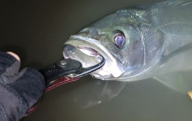 最強】シーバス用フィッシュグリップおすすめ10選！コスパのいい人気