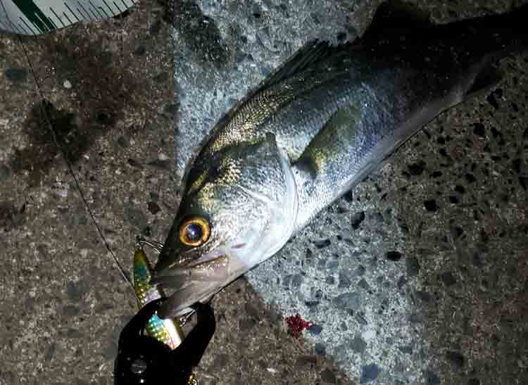 18 スイッチヒッター LBDのスペックとインプレ | 釣りクラウド