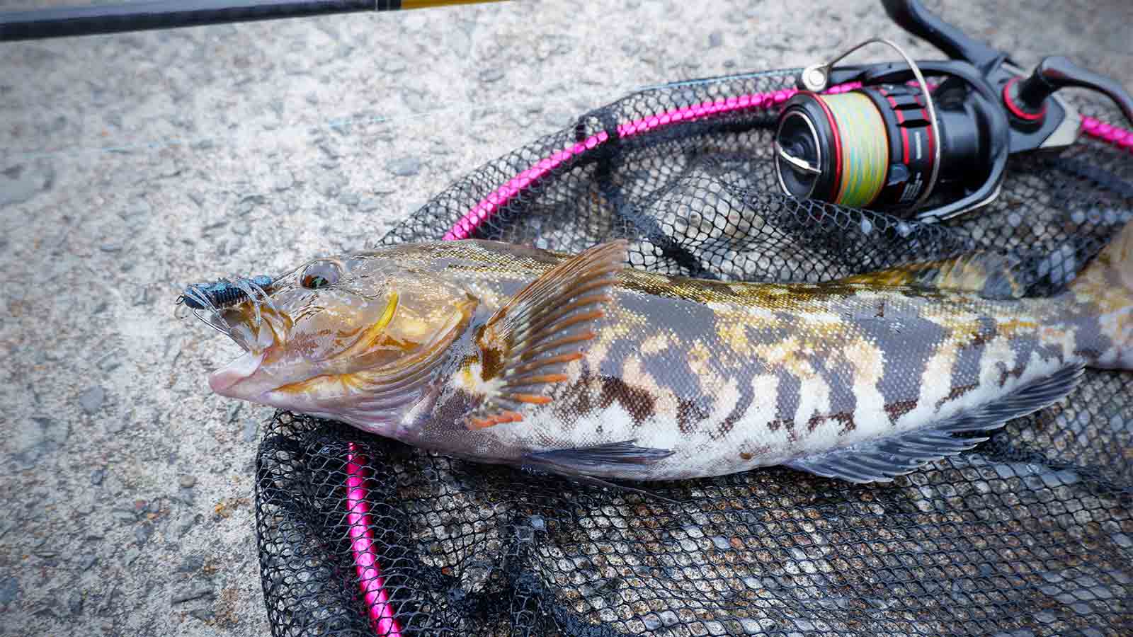 20 ヴァンフォード 4000のスペックとインプレ | 釣りクラウド